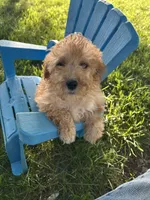 Winnie, a female Cockapoo for sale in Clifton, KS – 3 of 4