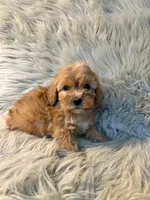 Bella, a female Cockapoo for sale in Clifton, KS – Photo 4 of 4
