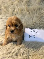 Bella, a female Cockapoo for sale in Clifton, KS – Photo 2 of 4