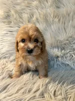 Bella, a female Cockapoo for sale in Clifton, KS – Photo 3 of 4