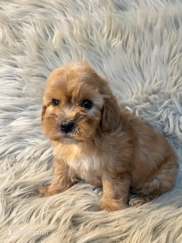 Bella – Cockapoo puppy for sale in Clifton, KS