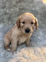 Ella, a female Golden Retriever for sale in Clifton, KS – 3 of 4