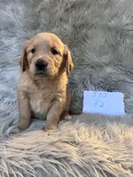 Ella, a female Golden Retriever for sale in Clifton, KS – 2 of 4