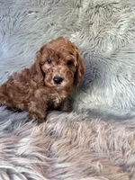 Max, a male Cockapoo for sale in Clifton, KS – 3 of 4
