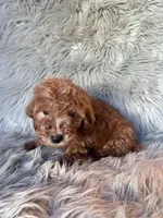 Ace, a male Cockapoo for sale in Clifton, KS – 3 of 4