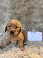 Sally, a female Golden Retriever for sale in Clifton, KS – 4 of 4