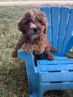 Brody, a male Cavapoo for sale in Clifton, KS – 4 of 4