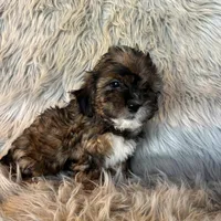 Remy, a male Shihpoo for sale in Clifton, KS – Photo 2 of 4