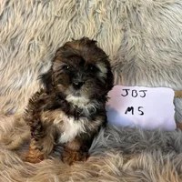 Remy, a male Shihpoo for sale in Clifton, KS – Photo 4 of 4