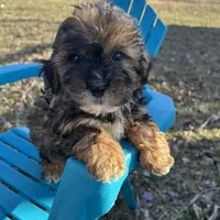 Remy, a male Shihpoo for sale in Clifton, KS – Photo 1 of 4