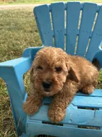 Apollo, a male Cavapoo for sale in Clifton, KS – 4 of 4