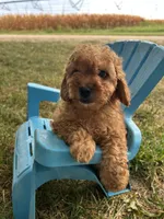 Apollo, a male Cavapoo for sale in Clifton, KS – 2 of 4