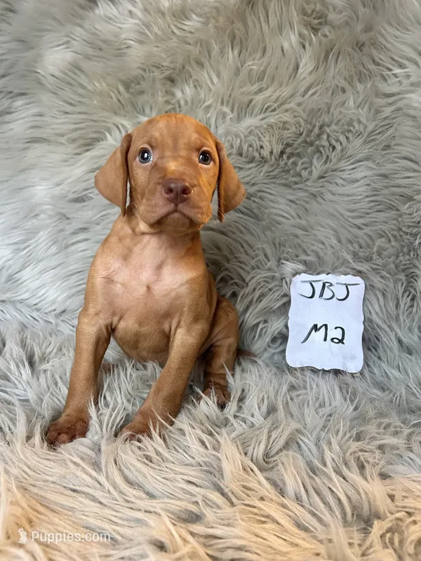 Ace – Vizsla puppy for sale in Clifton, KS