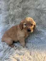 Tank, a male Golden Retriever for sale in Clifton, KS – 3 of 4