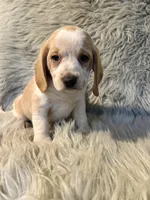 Grace, a female Beagle for sale in Clifton, KS – 1 of 4