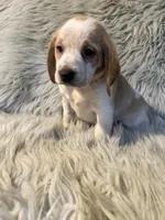 Grace, a female Beagle for sale in Clifton, KS – 3 of 4