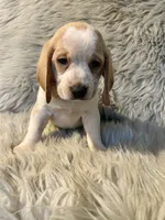 Grace, a female Beagle for sale in Clifton, KS – 4 of 4