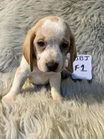 Grace, a female Beagle for sale in Clifton, KS – 2 of 4
