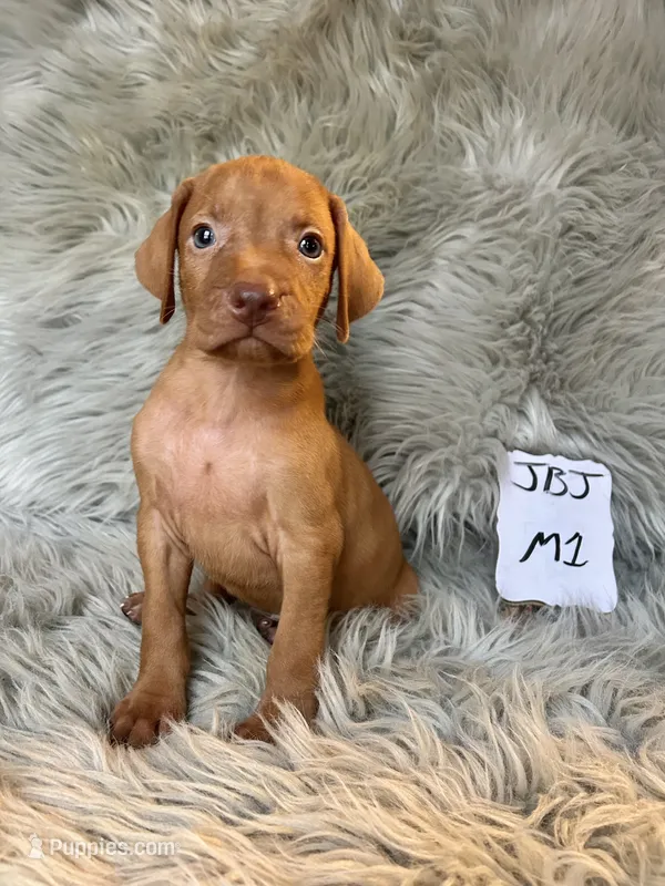 Tank – Vizsla puppy for sale in Clifton, KS