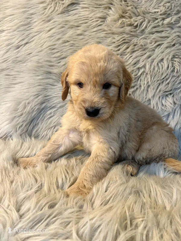 Ace – Goldendoodle puppy for sale in Clifton, KS