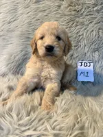 Ace, a male Goldendoodle for sale in Clifton, KS – Photo 4 of 4