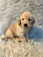Ace, a male Goldendoodle for sale in Clifton, KS – Photo 3 of 4
