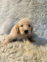 Ace, a male Goldendoodle for sale in Clifton, KS – Photo 2 of 4