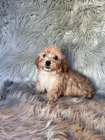 Tammy, a female Cockapoo for sale in Clifton, KS – 3 of 4