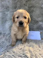 Buddy, a male Golden Retriever for sale in Clifton, KS – 4 of 4
