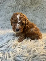 Brody, a male Cavapoo for sale in Clifton, KS – 3 of 4