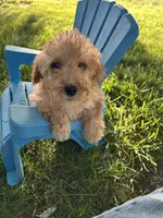 Winnie, a female Cockapoo for sale in Clifton, KS – 4 of 4