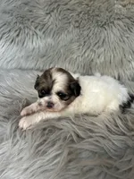 Bella, a female Shih Tzu for sale in Clifton, KS – 4 of 4