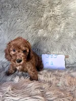 Max, a male Cockapoo for sale in Clifton, KS – 4 of 4