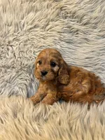 Max, a male Cavapoo for sale in Clifton, KS – Photo 4 of 4