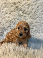 Max, a male Cavapoo for sale in Clifton, KS – Photo 3 of 4