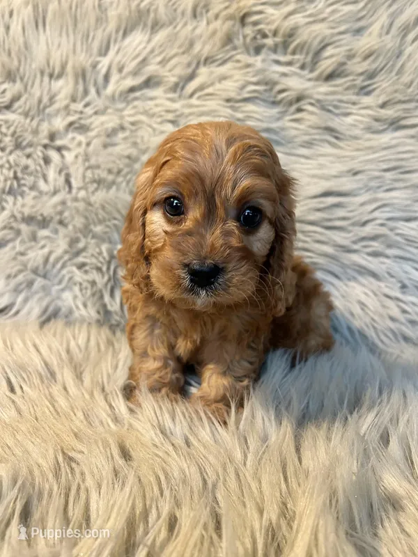 Max – Cavapoo puppy for sale in Clifton, KS