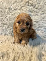 Max, a male Cavapoo for sale in Clifton, KS – Photo 1 of 4