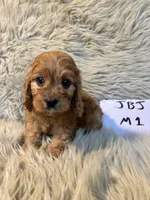 Max, a male Cavapoo for sale in Clifton, KS – Photo 2 of 4