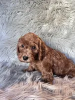 Max, a male Cockapoo for sale in Clifton, KS – 2 of 4