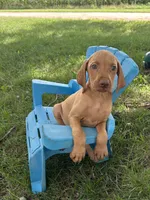 Rosie, a female Vizsla for sale in Clifton, KS – 3 of 4