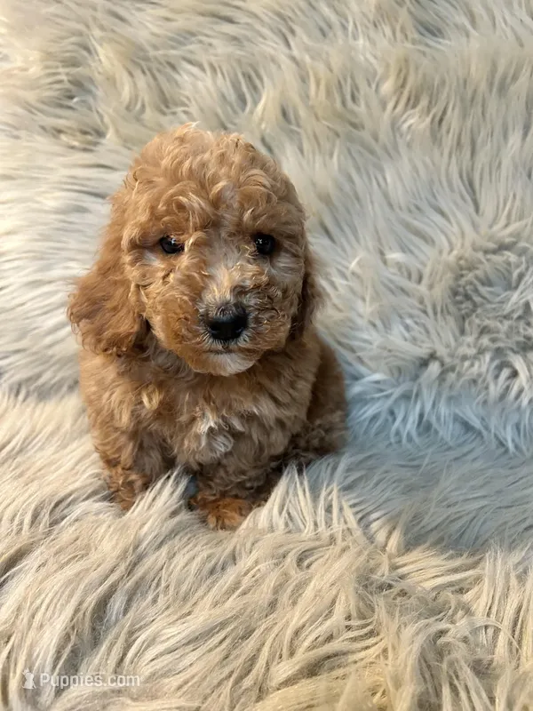 Rosie – Cockapoo puppy for sale in Clifton, KS