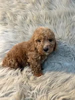 Rosie, a female Cockapoo for sale in Clifton, KS – Photo 3 of 4