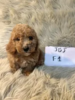 Rosie, a female Cockapoo for sale in Clifton, KS – Photo 2 of 4