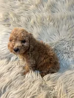 Rosie, a female Cockapoo for sale in Clifton, KS – Photo 4 of 4