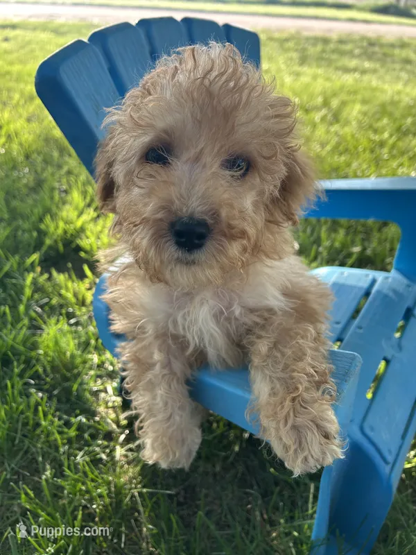 Winnie – Cockapoo puppy for sale in Clifton, KS