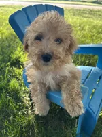Winnie, a female Cockapoo for sale in Clifton, KS – 1 of 4