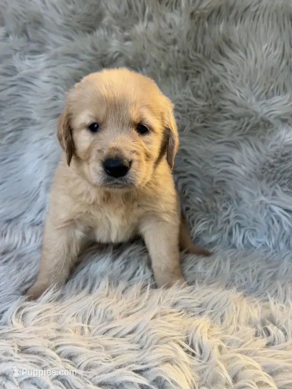 Buddy – Golden Retriever puppy on hold in Clifton, KS
