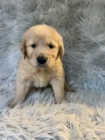 Buddy, a male Golden Retriever for sale in Clifton, KS – 1 of 4