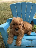 Apollo, a male Cavapoo for sale in Clifton, KS – 3 of 4