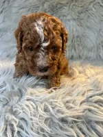 Brody, a male Cavapoo for sale in Clifton, KS – 2 of 4